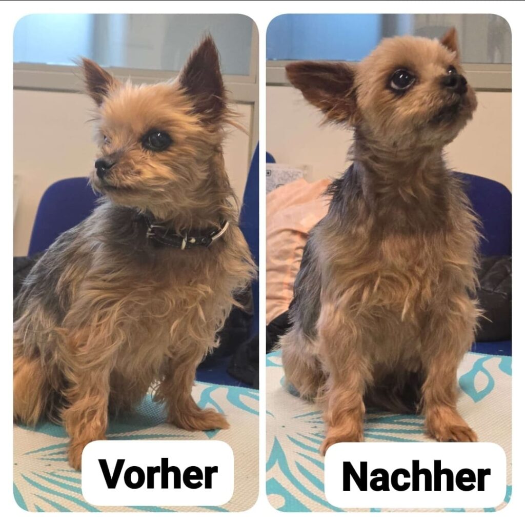 vorher nachher hund